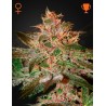 PURE KUSH · Green House Seeds · sementes de maconha · Fem