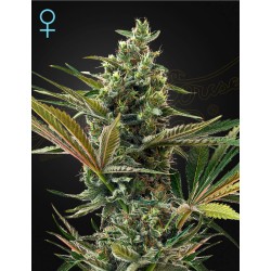 SUPER LEMON HAZE AUTO CBD · Green House Seeds · cannabis seeds · Fem