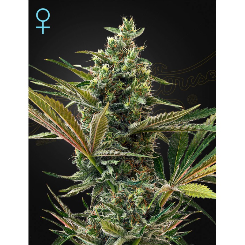 SUPER LEMON HAZE AUTO CBD · Green House Seeds · kaufen cannabis samen · Fem