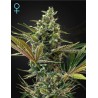 SUPER LEMON HAZE AUTO CBD · Green House Seeds · cannabis seeds · Fem