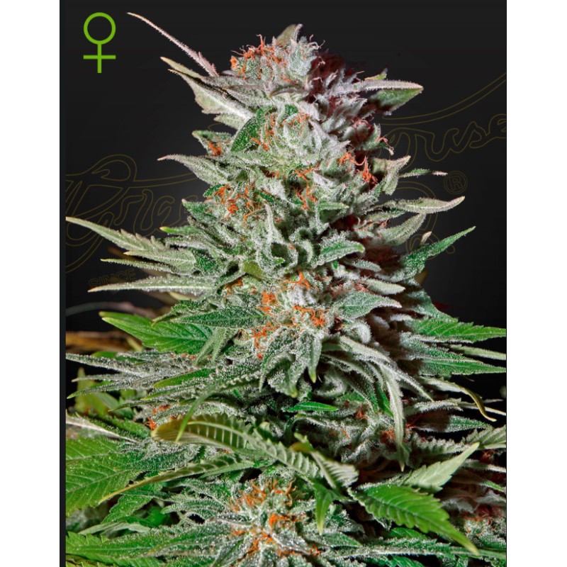 SUPER LEMON HAZE AUTO · Green House Seeds · cannabis seeds · AutoFem
