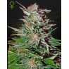 SUPER LEMON HAZE AUTO · Green House Seeds · semi di canapa · AutoFem
