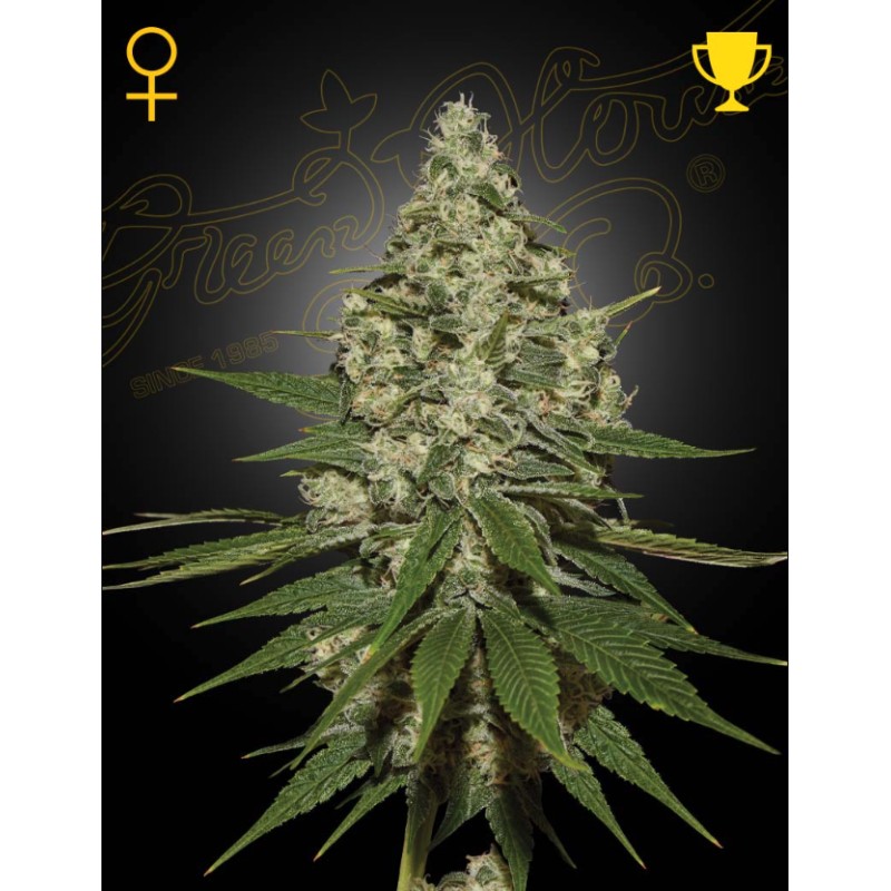 SUPER LEMON HAZE · Green House Seeds · cannabis samen · Fem