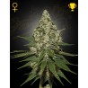 SUPER LEMON HAZE · Green House Seeds · semi di canapa · Fem
