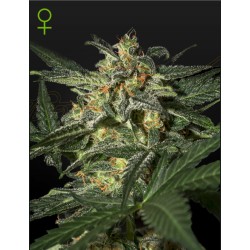 White Widow Auto Green House Seeds | Autoflowering Cannabissamen