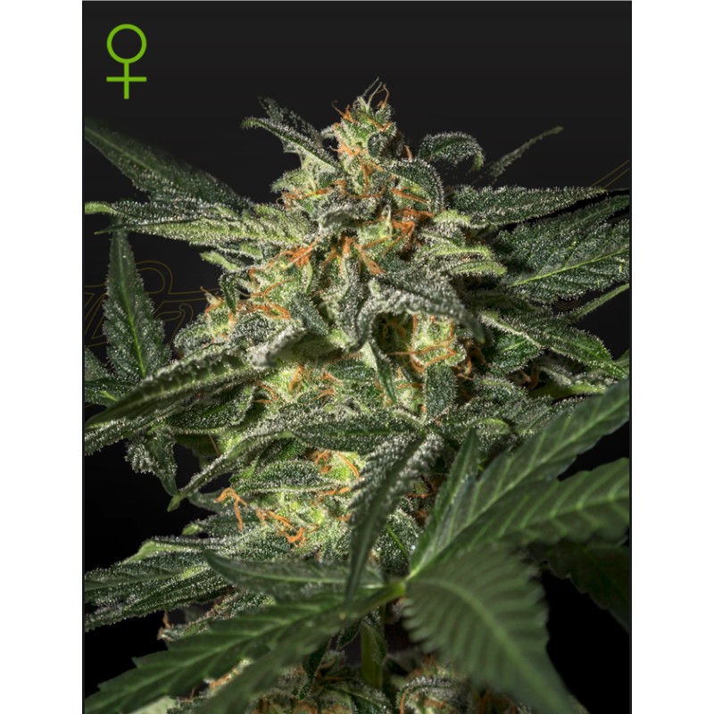 White Widow Auto Green House Seeds | Semi Autofiorenti