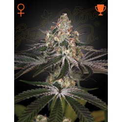 WHITE WIDOW · Green House Seeds · kaufen cannabis samen · Fem