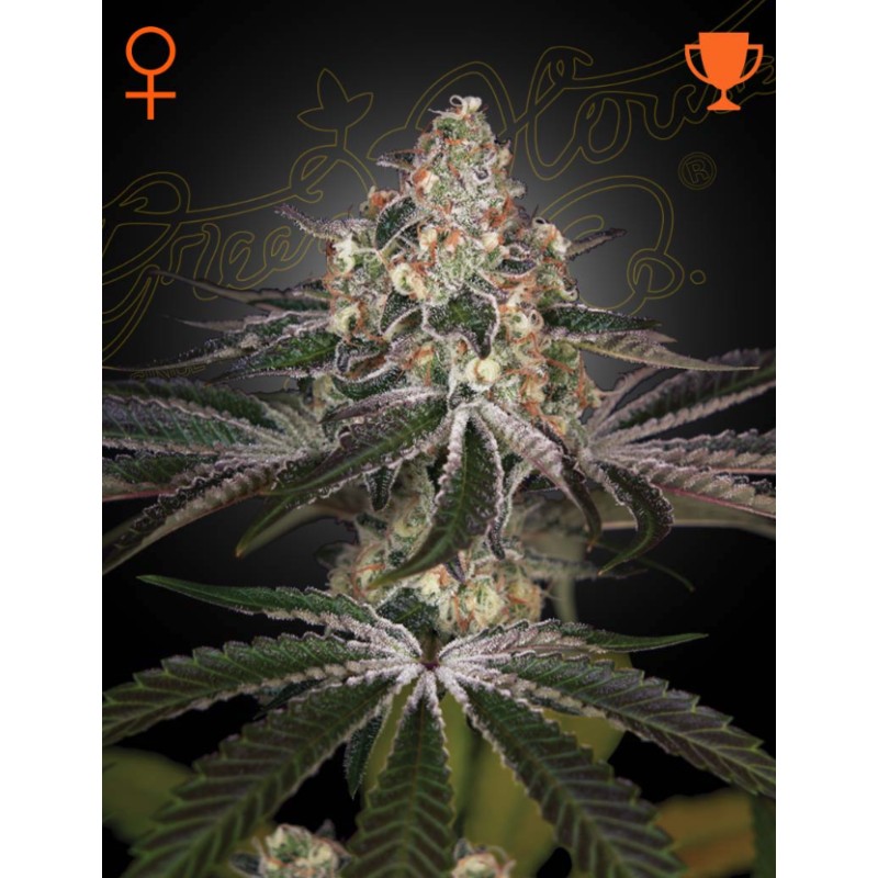 WHITE WIDOW · Green House Seeds · semi di canapa · Fem