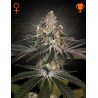 WHITE WIDOW · Green House Seeds · semi di canapa · Fem