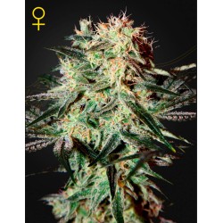 ARJAN'S STRAWBERRY HAZE · Green House Seeds · semi di canapa · Fem