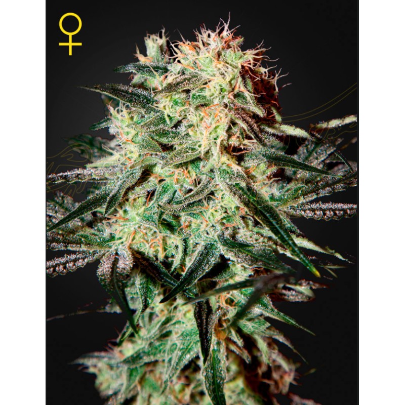 ARJAN'S STRAWBERRY HAZE · Green House Seeds · semi di canapa · Fem