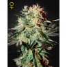 ARJAN'S STRAWBERRY HAZE · Green House Seeds · sementes de maconha · Fem
