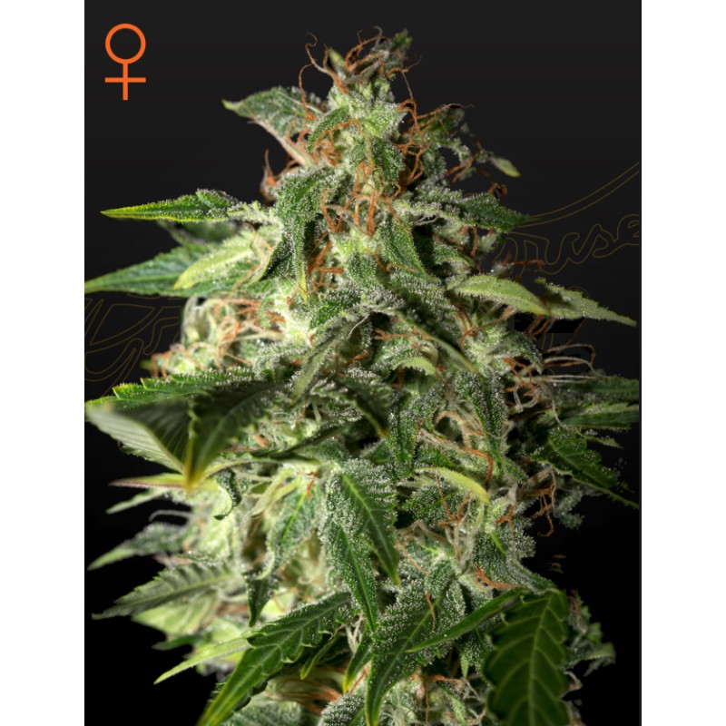 AFGOOEY · Strain Hunters · sementes de maconha · Fem