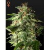 AFGOOEY · Strain Hunters · sementes de maconha · Fem