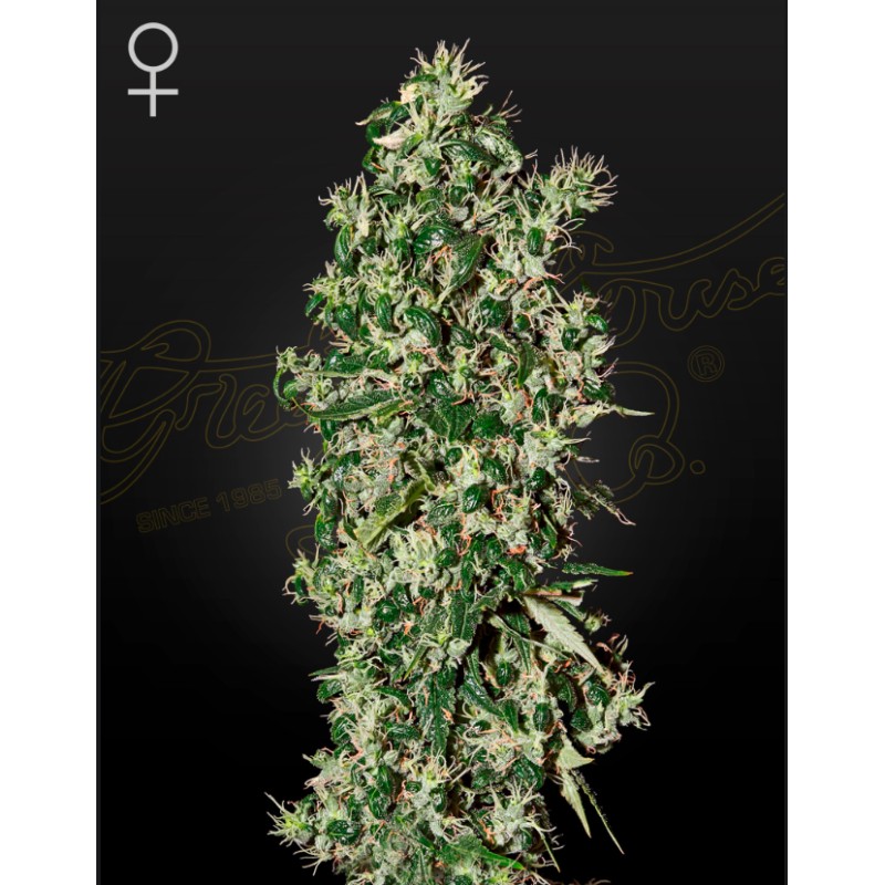 BIG TOOTH · Strain Hunters · cannabis samen · Fem