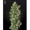 BIG TOOTH · Strain Hunters · cannabis samen · Fem