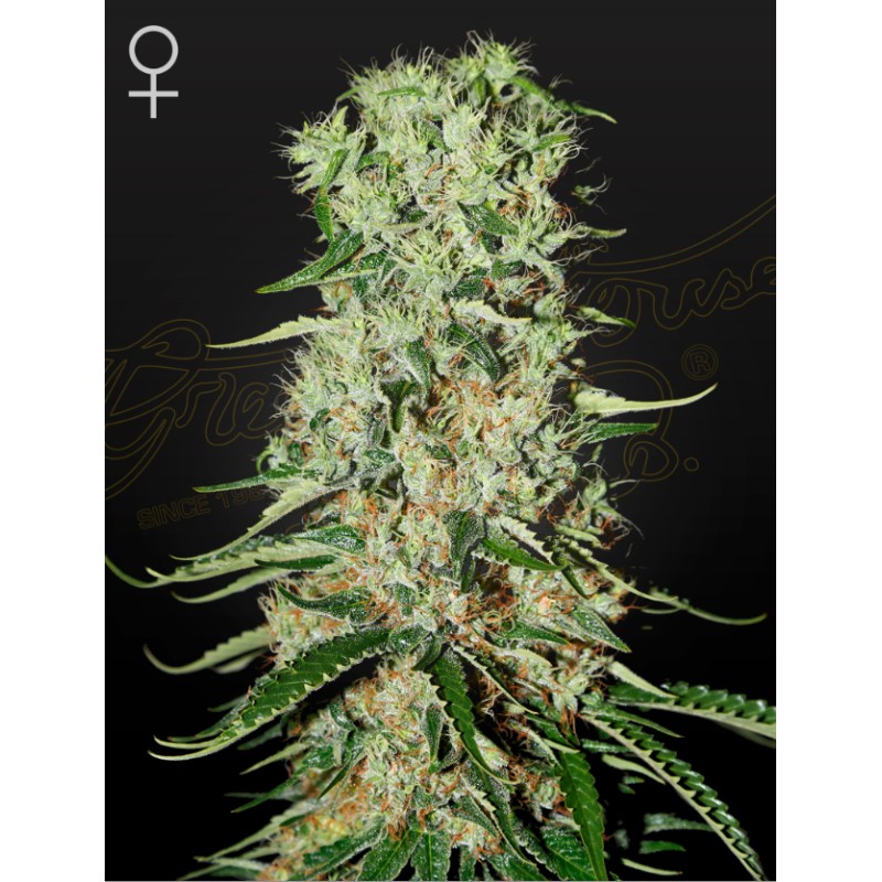 DAMNESIA · Strain Hunters · cannabis seeds · Fem