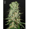 DAMNESIA · Strain Hunters · cannabis samen · Fem