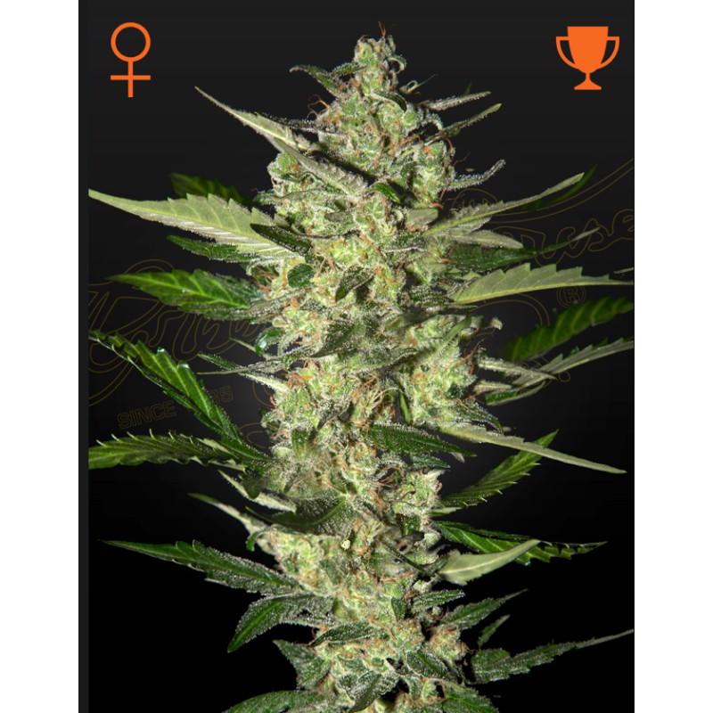 FLOWERBOMB KUSH · Strain Hunters · cannabis seeds · Fem