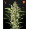 FLOWERBOMB KUSH · Strain Hunters · cannabis seeds · Fem