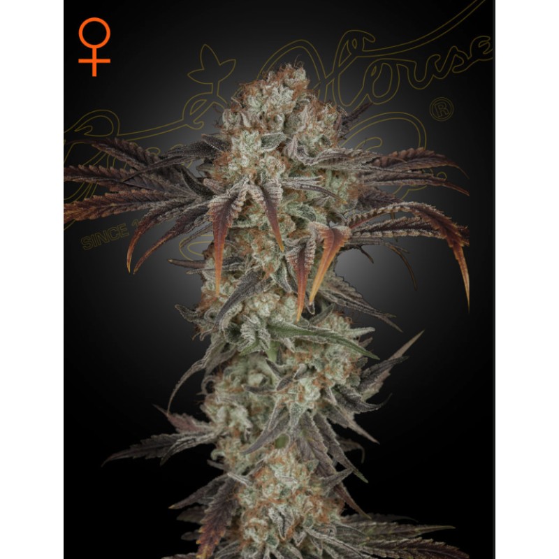 MONEY MAKER · Strain Hunters · cannabis seeds · Fem