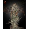 MONEY MAKER · Strain Hunters · kenevir tohum · Disi · Fem