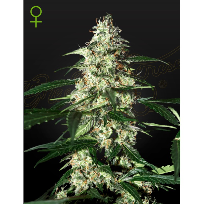 SKUNK AUTOFLOWERING · Strain Hunters · cannabis seeds · AutoFem