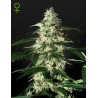 SKUNK AUTOFLOWERING · Strain Hunters · cannabis seeds · AutoFem