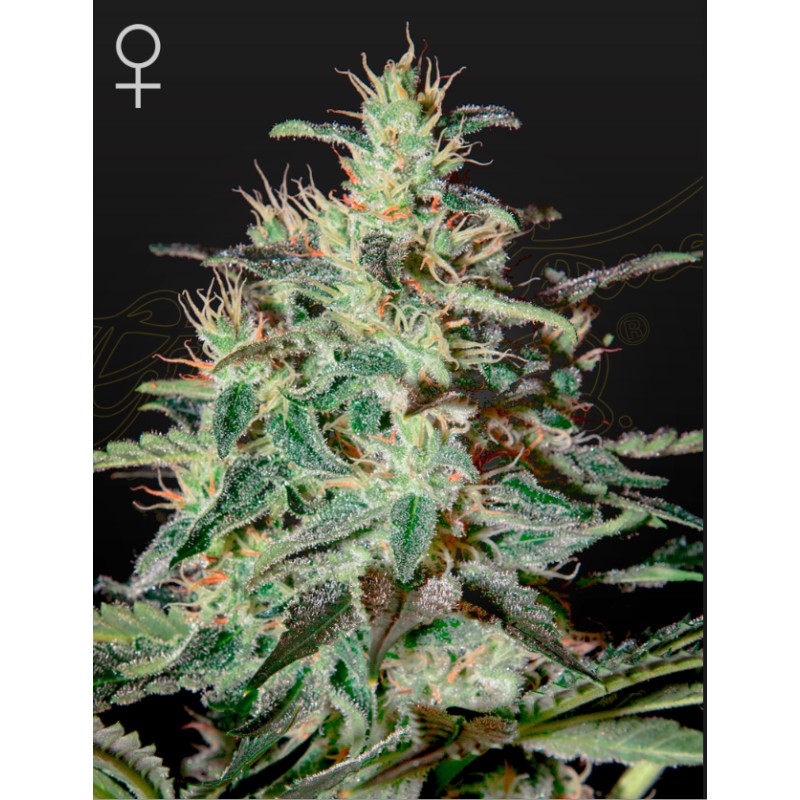 WHITE LEMON · Strain Hunters · semi di canapa indiana · Fem