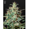 WHITE LEMON · Strain Hunters · cannabis seeds · Fem