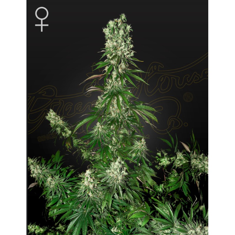 WHITE STRAWBERRY SKUNK · Strain Hunters · semi di canapa indiana · Fem