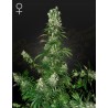 WHITE STRAWBERRY SKUNK · Strain Hunters · cannabis seeds · Fem