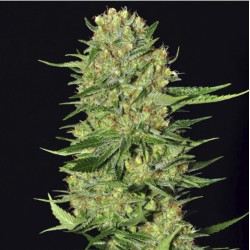 VENENO · Eva Seeds · semi...