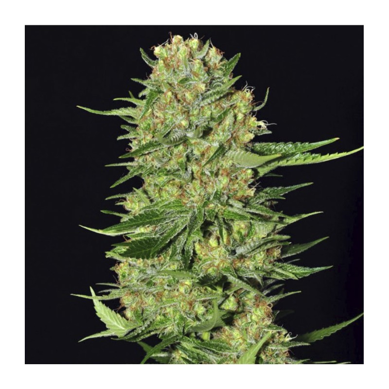 VENENO · Eva Seeds · semi di canapa · Fem