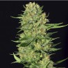 VENENO · Eva Seeds · semi di canapa · Fem