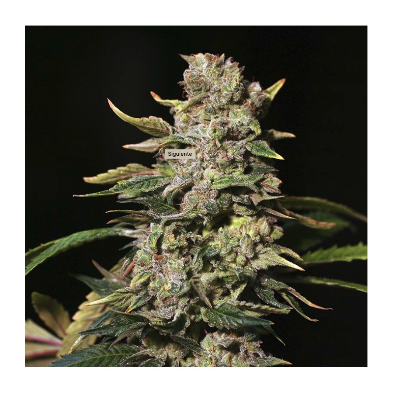 TNT KUSH · Eva Seeds · semi di canapa · Fem
