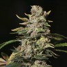TNT KUSH · Eva Seeds · semi di canapa · Fem