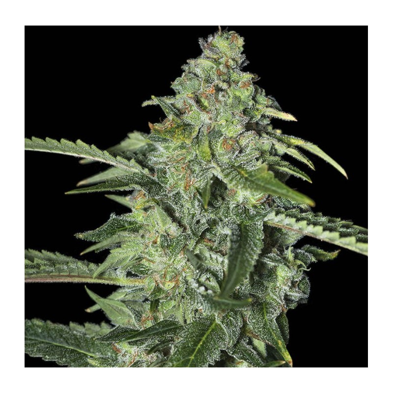 TNT KUSH CBD · Eva Seeds · semi di canapa · Fem