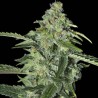 TNT KUSH CBD · Eva Seeds · semi di canapa · Fem