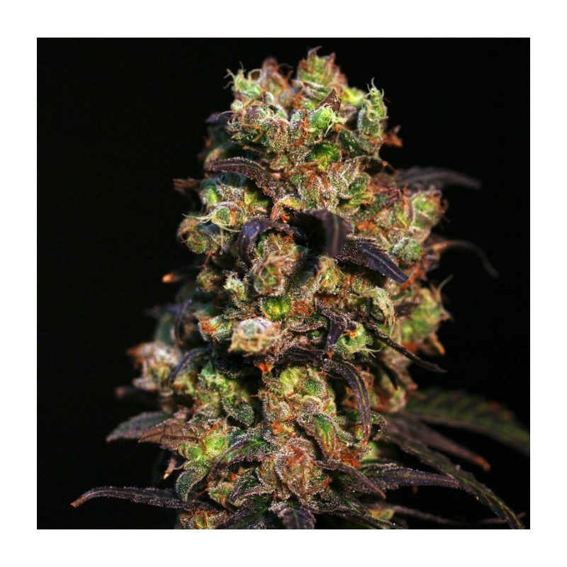 PINK PLANT · Eva Seeds · semi di canapa · Fem