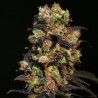 PINK PLANT · Eva Seeds · semi di canapa · Fem
