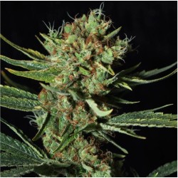 ONLY CBD · Eva Seeds · semi...