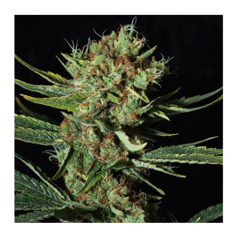 ONLY CBD · Eva Seeds · semi di canapa indiana · Fem