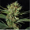 ONLY CBD · Eva Seeds · kenevir tohum · Disi · Fem