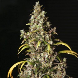 MONSTER · Eva Seeds · semi...