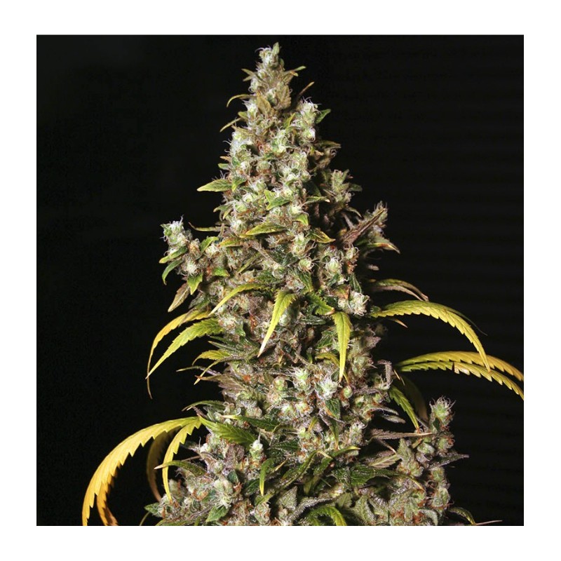 MONSTER · Eva Seeds · semi di canapa · Fem