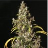 MONSTER · Eva Seeds · semi di canapa  · Fem