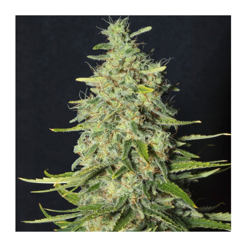 MONSTER CBD · Eva Seeds · semi di canapa indiana · Fem