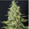 MONSTER CBD · Eva Seeds · semi di canapa indiana · Fem