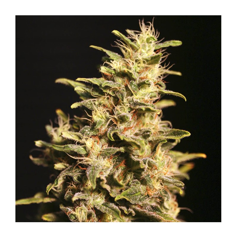 MISSING IN BARCELONA · Eva Seeds · semi di canapa · Fem
